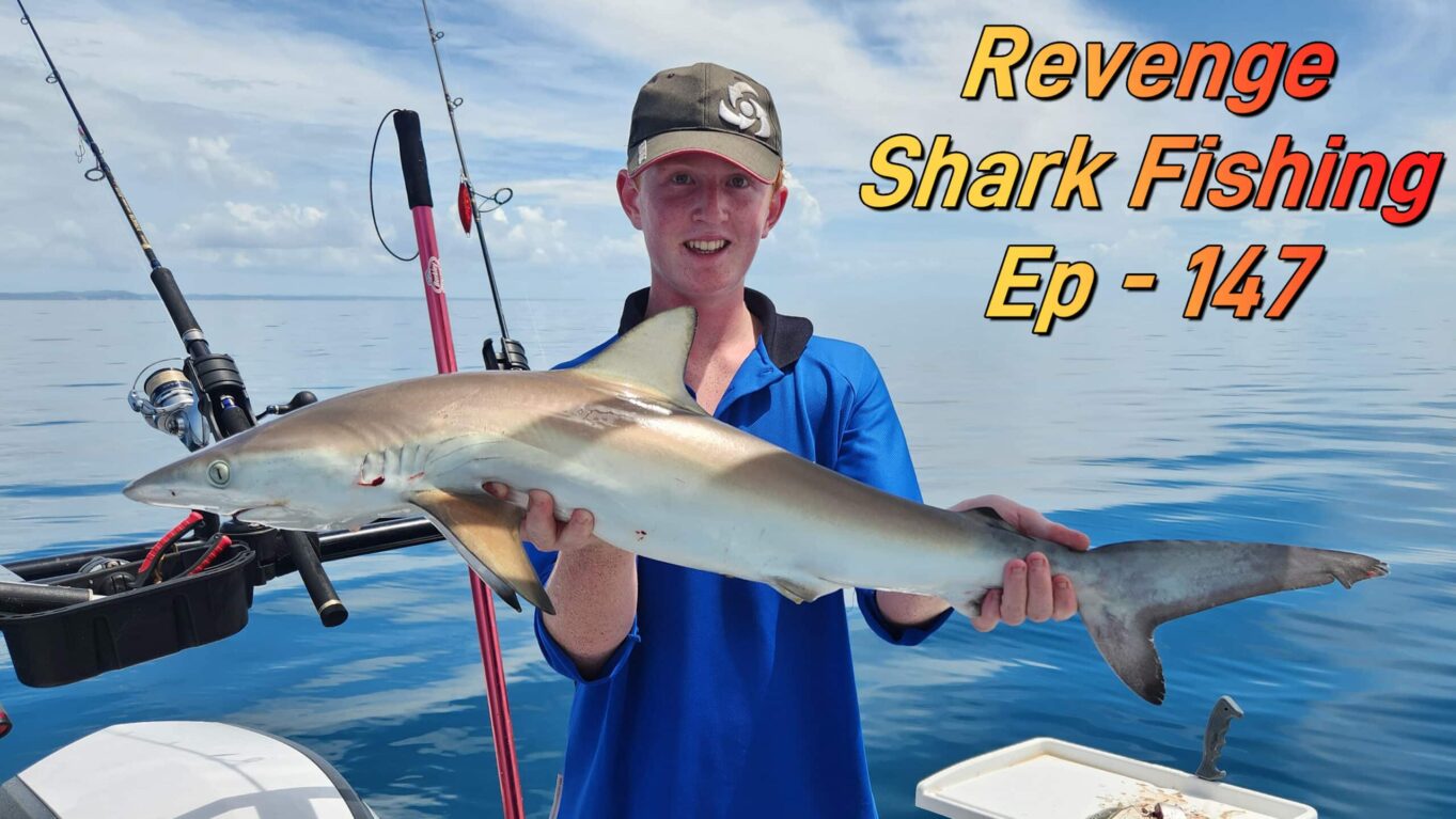 Shark Fishing Hervey Bay: A Nuisance Turned Revenge - Fishing | Boating ...